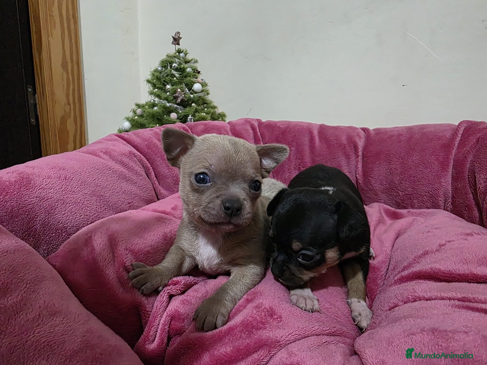 Chihuahua perros Cachorritos chihuahua - Anuncio 2