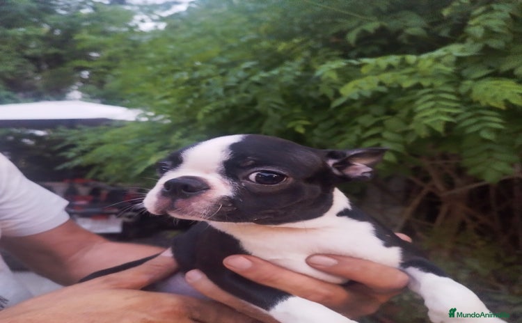 Boston Terrier perros - Anuncio 1