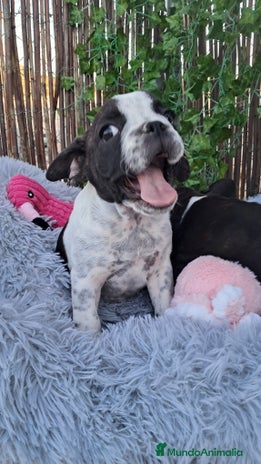 Bulldog Francés perros - Anuncio 3