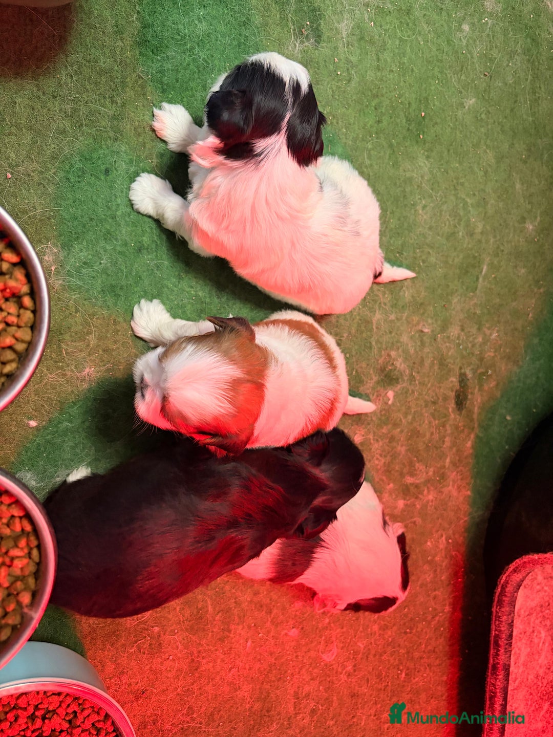 Shih Tzu perros en venta: Shih Tzu  - Anuncio 3