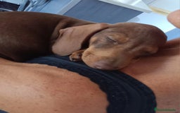 Teckel perros en venta: Cachorro teckel chocolate - Imagen 2