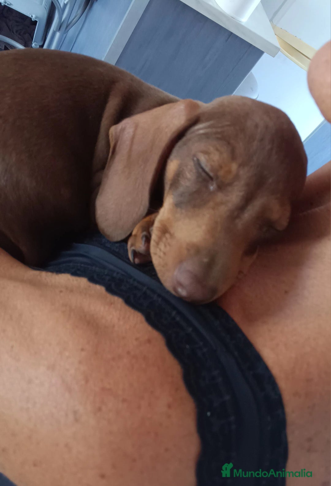 Teckel perros en venta: Cachorro teckel chocolate - Imagen 2