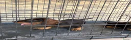 Teckel Miniatura perros en venta: Cachorros teckel gran calidad  - Anuncio 8