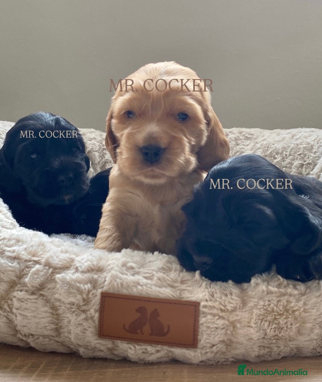 Cocker Spaniel Inglés perros en venta: CACHORRO COCKER SPANIEL INGLÉS  - Anuncio 6