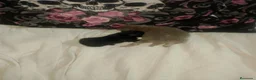 Pomchi perros en venta: Pomchi lilac y negro  - Anuncio 6