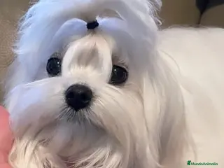 Bichón Maltés perros ‼️‼️PRECIOSA CAMADA DE BICHÓN MALTES COREANO TOY - Anuncio 2