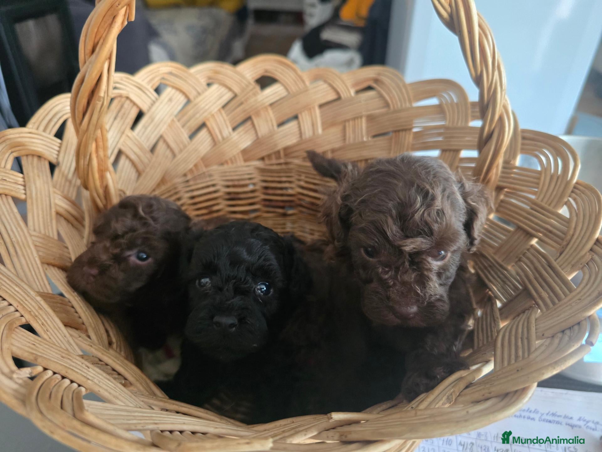 Caniche Toy perros Caniches toy Del Rebollar  - Anuncio 1
