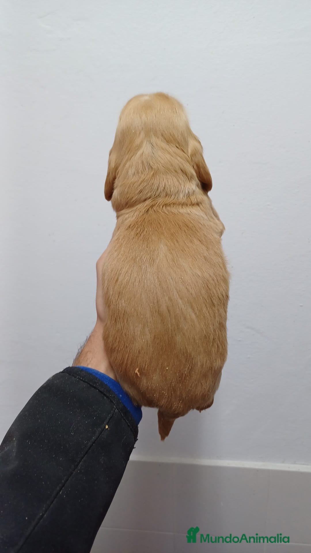 Cocker Spaniel Inglés perros en venta: Cocker Spaniel Inglés  - Imagen 3