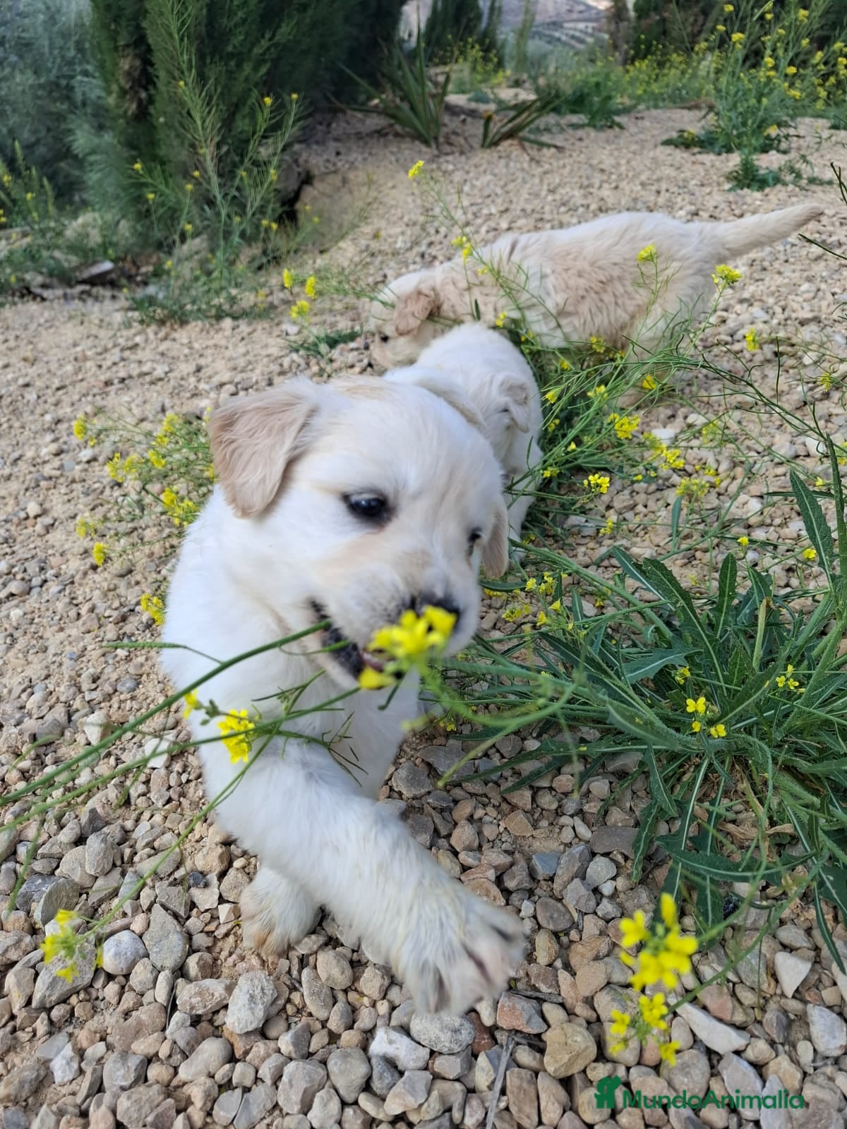 Golden Retriever perros Golden retriever 45 dias, Precio real!!! en Jaén - Anuncio 1