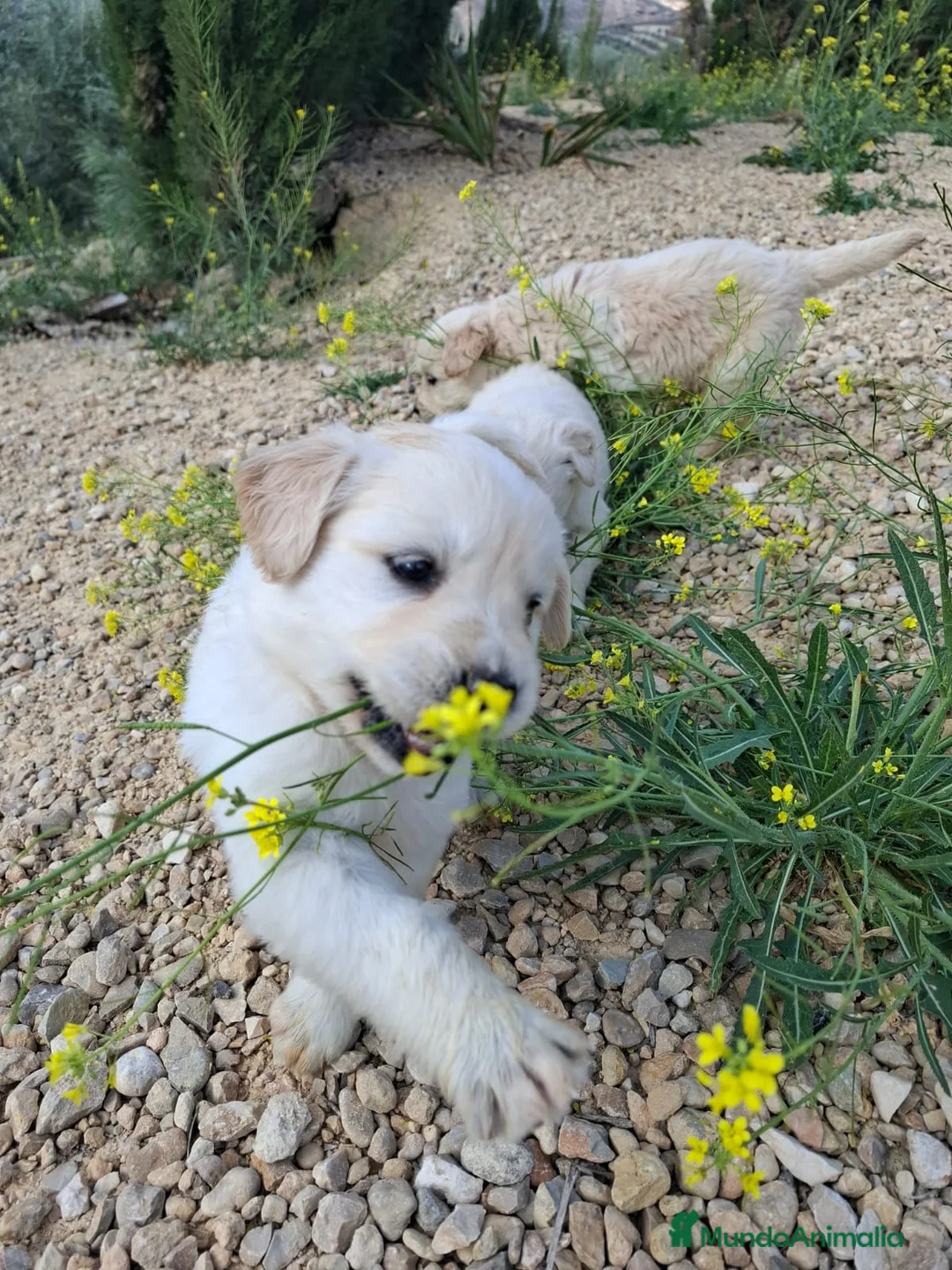 Golden Retriever perros en venta: Golden retriever 45 dias, Precio real!!! - Anuncio 1