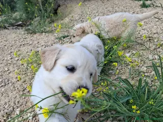 Golden Retriever perros Golden retriever 45 dias, Precio real!!! en Jaén - Anuncio 1
