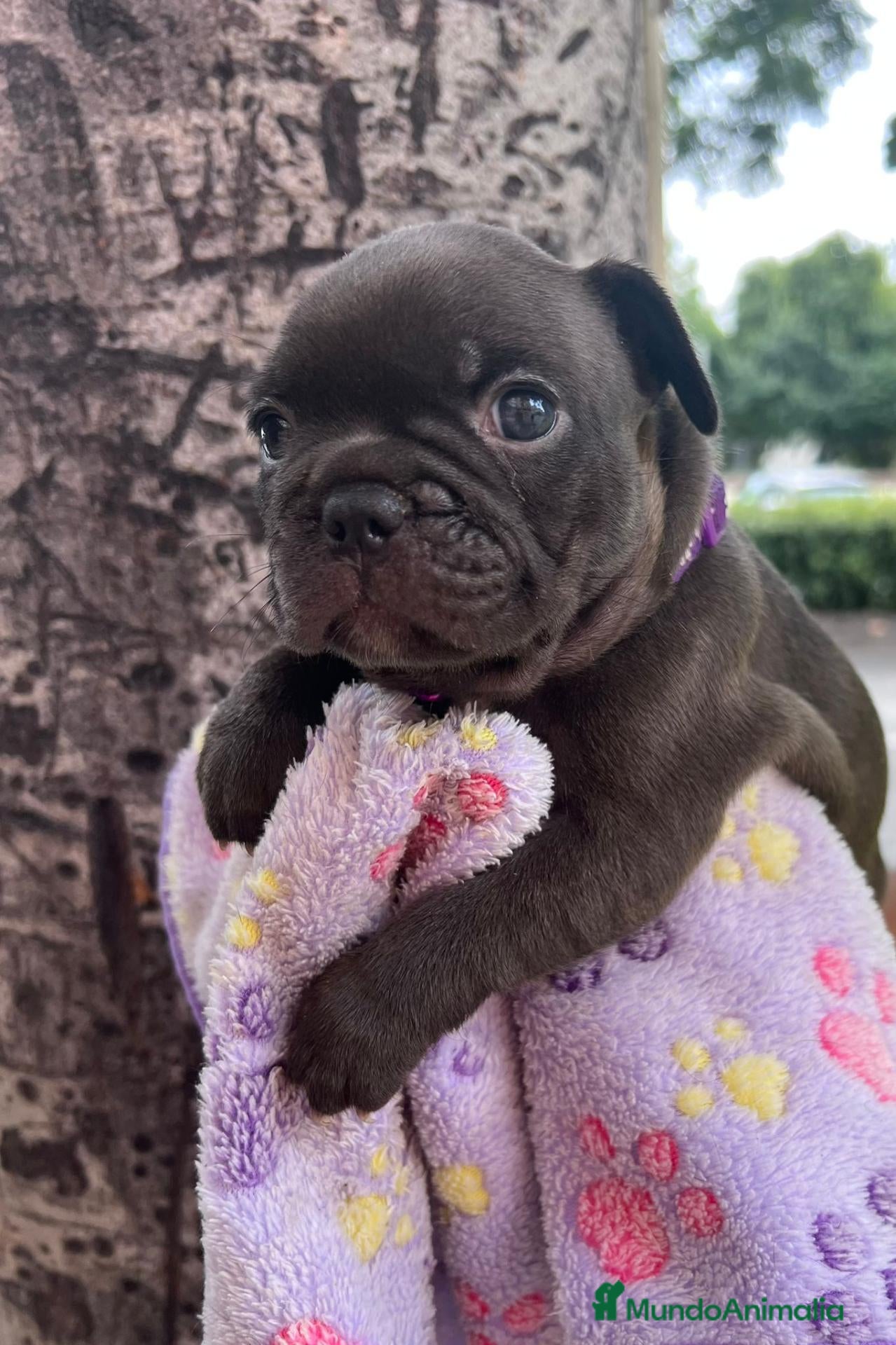 Bulldog Francés perros Bulldog francés  - Anuncio 1