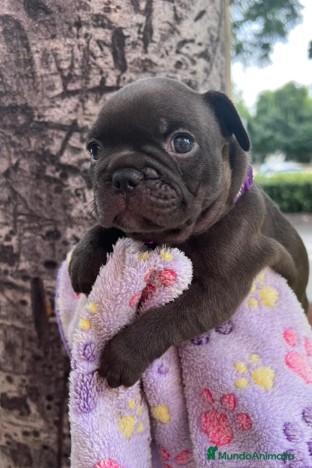 Bulldog Francés perros en venta: Bulldog francés  - Anuncio 1