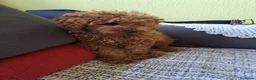 Caniche Toy perros en venta: Canichito toy  - Anuncio 6