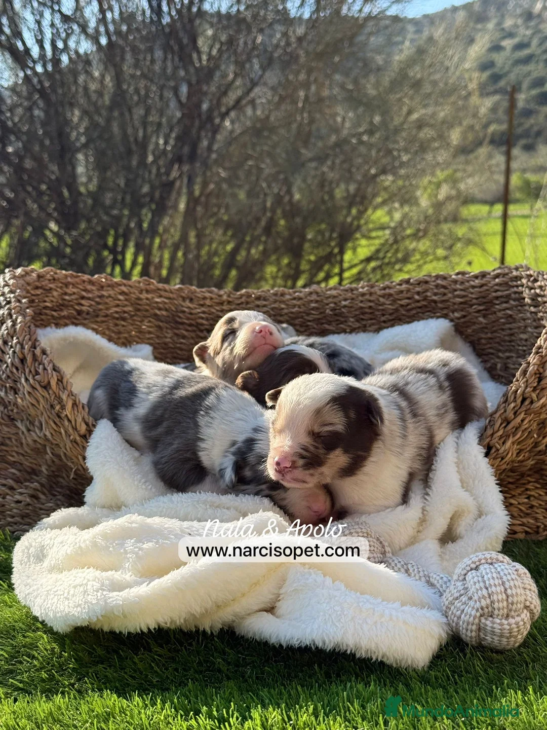 Border Collie perros en venta: BORDER COLLIE VARIOS COLORES - Anuncio 2