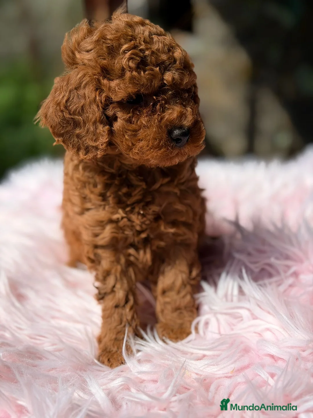 Caniche Toy perros en venta: CANICHE ROJO HEMBRA - Anuncio 2