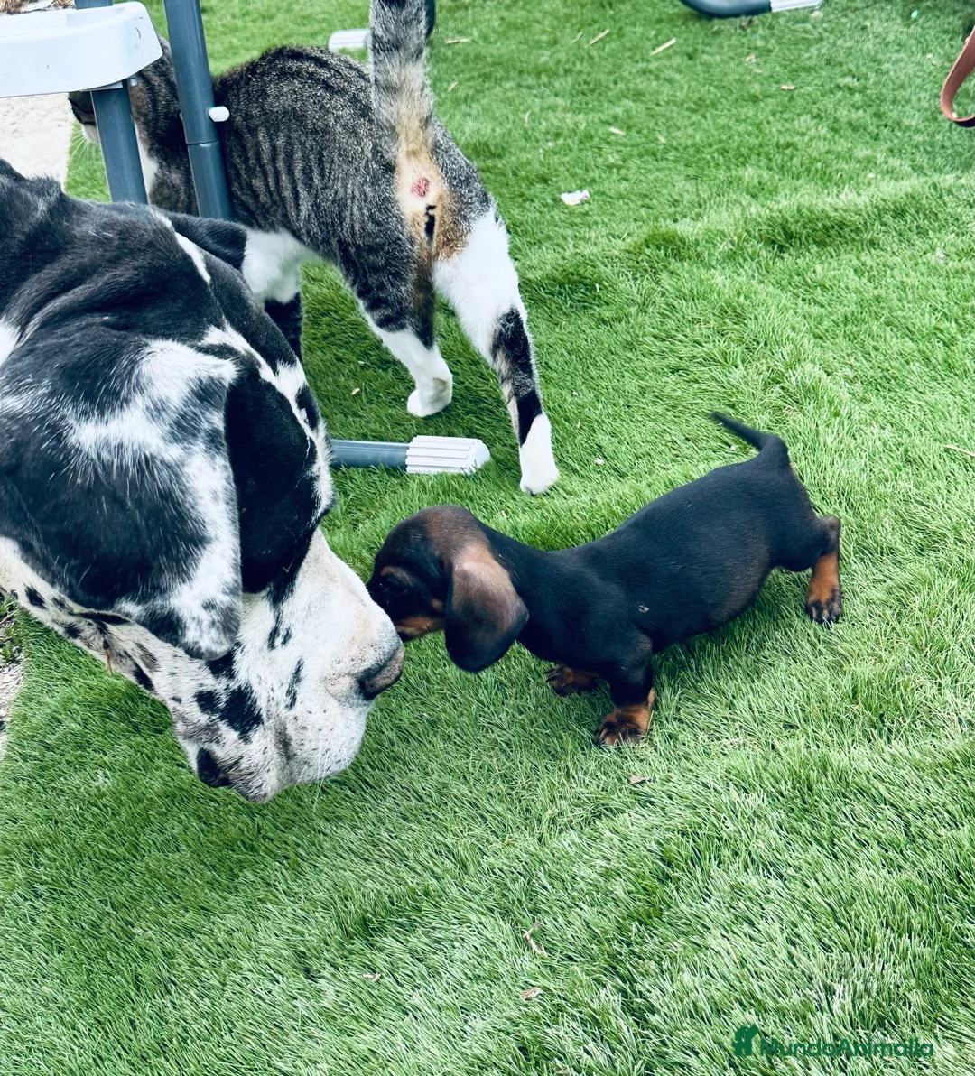Teckel Miniatura perros en venta: Teckels miniatura marrón café - Anuncio 2