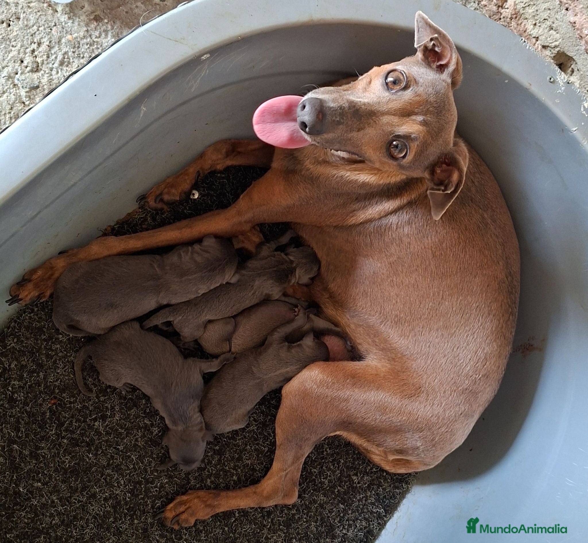 Pequeño Lebrel Italiano perros Pequeño lebrel italiano - Anuncio 1