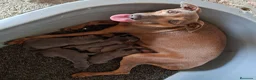 Pequeño Lebrel Italiano perros en venta: Pequeño lebrel italiano - Anuncio 1