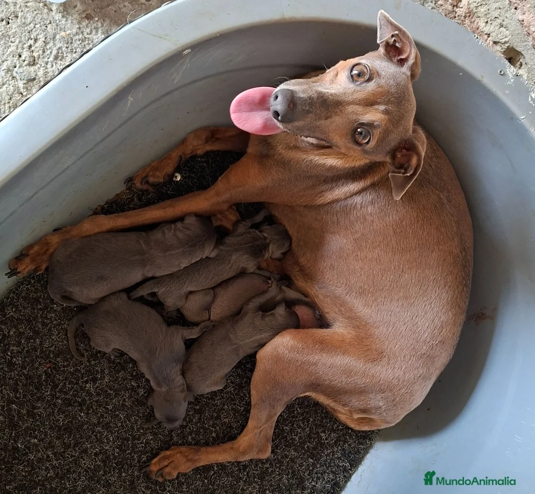 Pequeño Lebrel Italiano perros en venta: Pequeño lebrel italiano - Anuncio 1