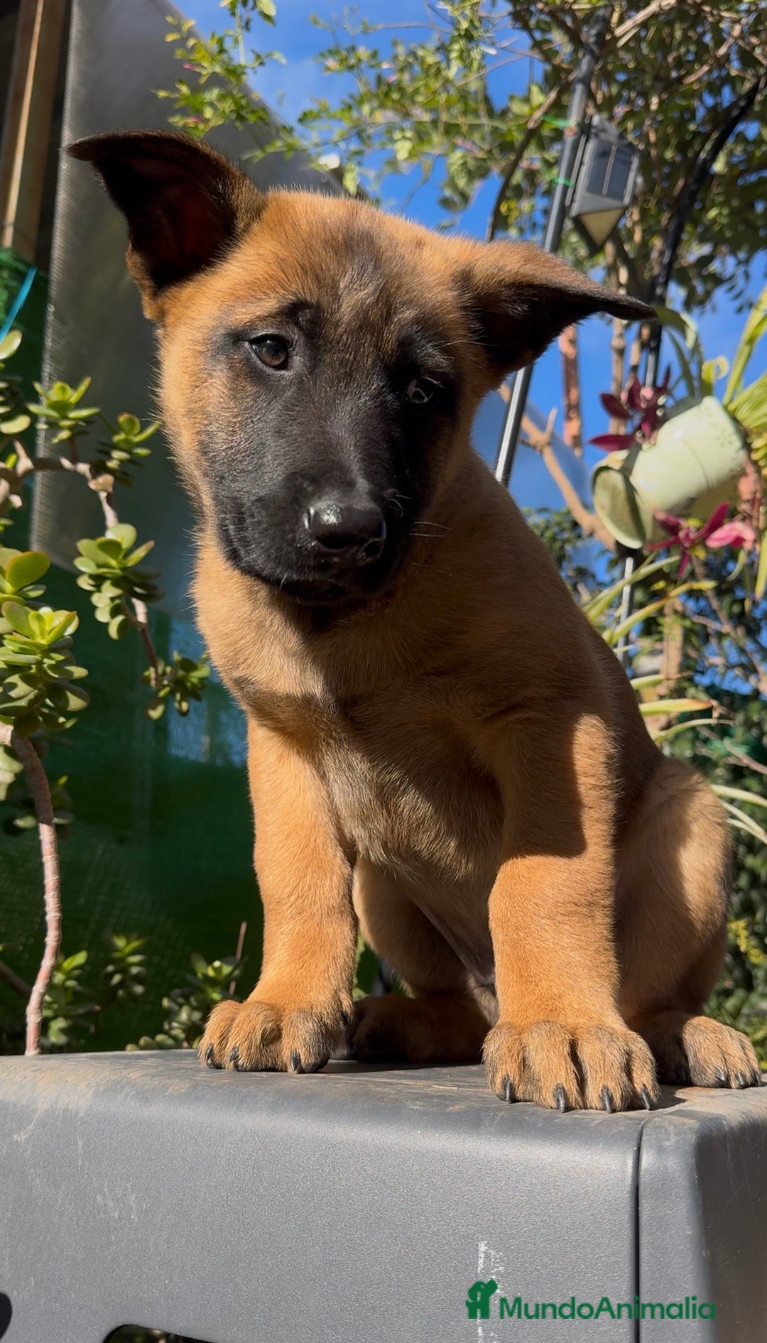 Pastor Belga Malinois perros en venta: Pastor Belga Malinois - Anuncio 34
