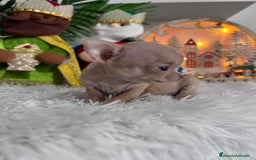 Chihuahua perros en venta: CHIHUAHUA HEMBRA - Anuncio 2