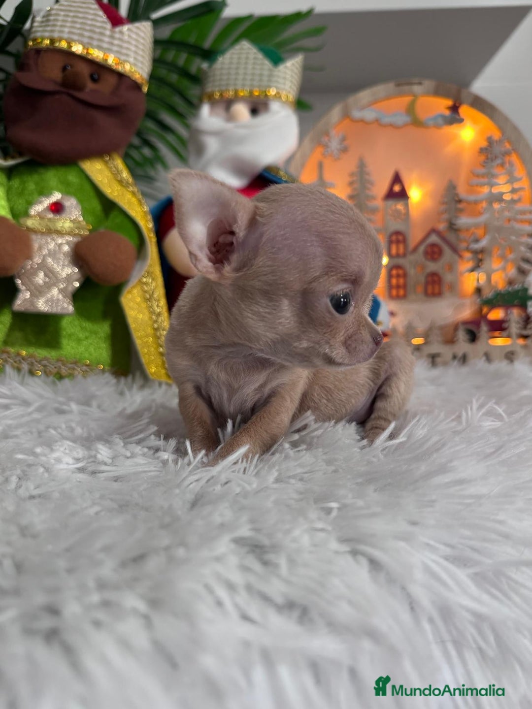 Chihuahua perros en venta: CHIHUAHUA HEMBRA - Anuncio 2