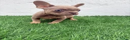 Bulldog Francés perros en venta: Bulldog Frances  - Anuncio 8
