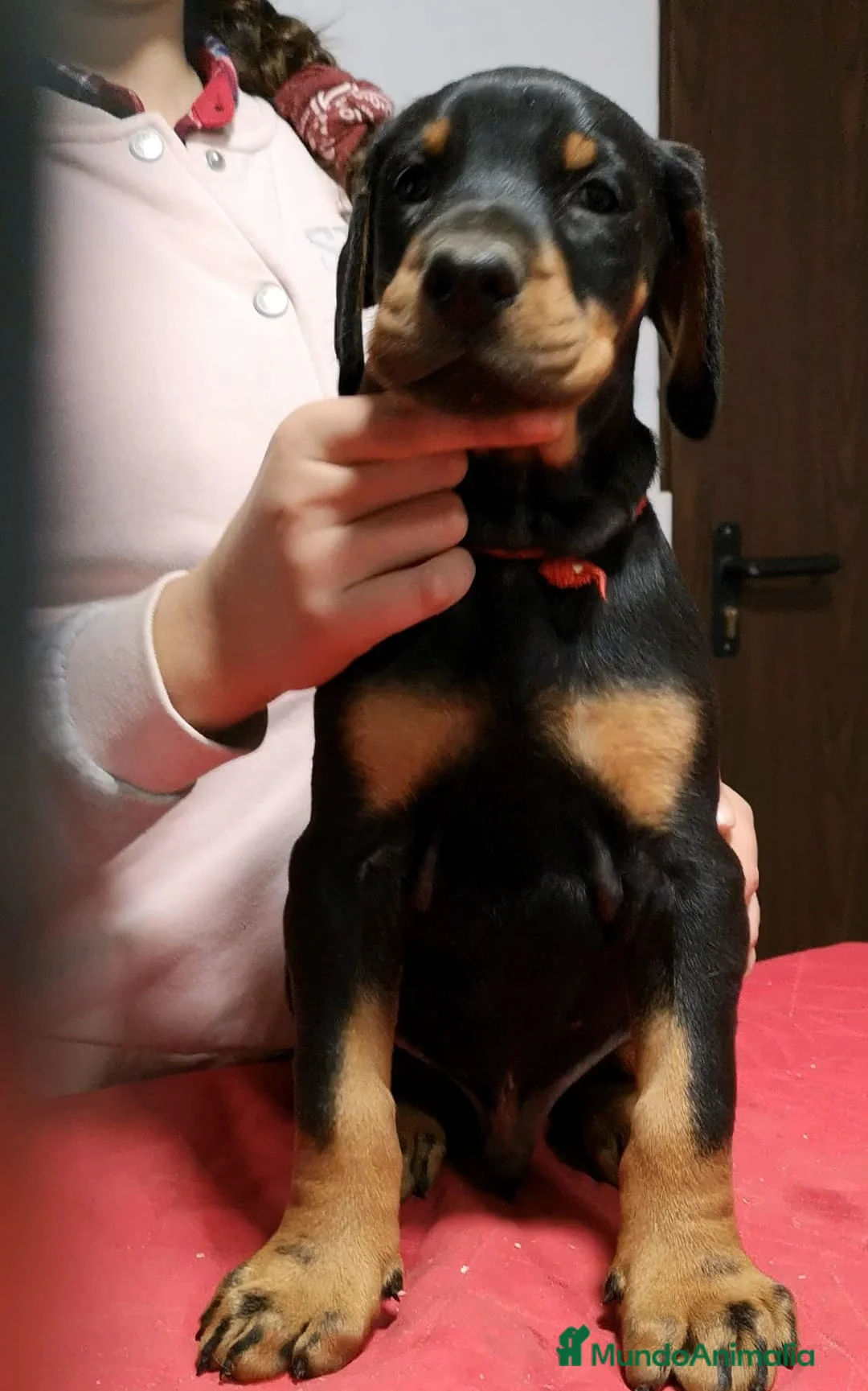Dobermann perros en venta: Doberman  - Anuncio 1