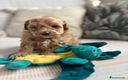 Maltipoo perros en venta: Maltipoo para reservar para Diciembre  - Imagen 10