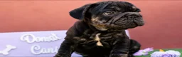 Bulldog Francés perros en venta: Bulldog francés exóticos - Anuncio 2