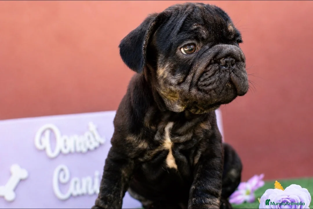 Bulldog Francés perros en venta: Bulldog francés exóticos - Anuncio 2