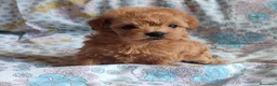 Maltipoo perros en venta: Maltipoo mini toy  - Anuncio 2