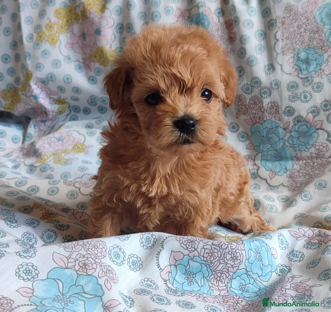 Maltipoo perros en venta: Maltipoo mini toy  - Anuncio 2