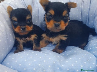 Yorkshire Terrier perros en Almería - Anuncio 13