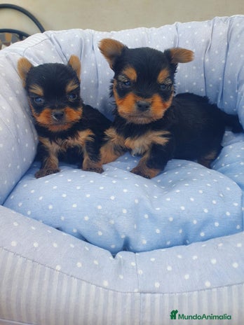 Yorkshire Terrier perros en Almería - Anuncio 8