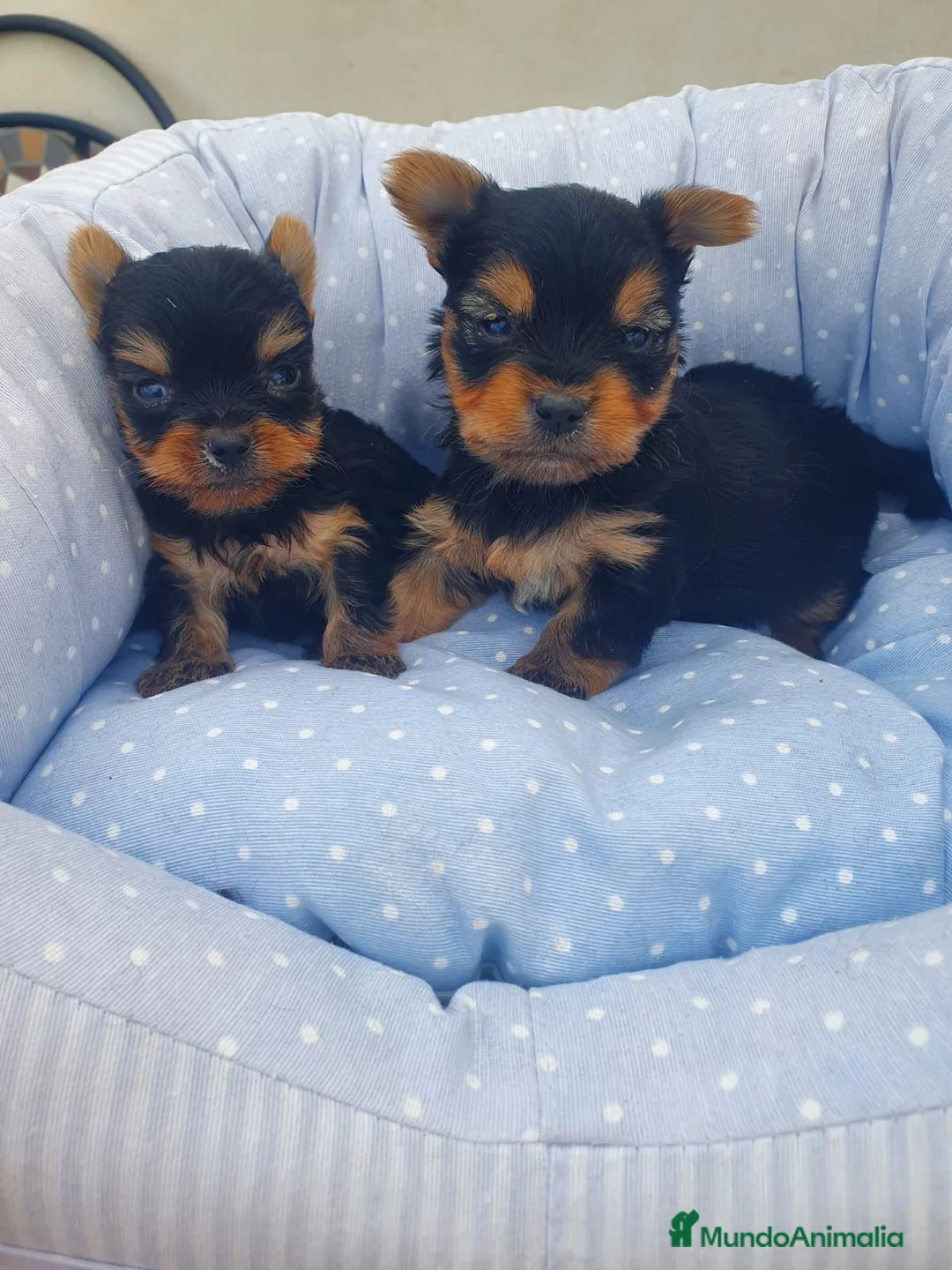 Yorkshire Terrier perros en venta: Preciosos yorkshire  en Almería - Anuncio 1