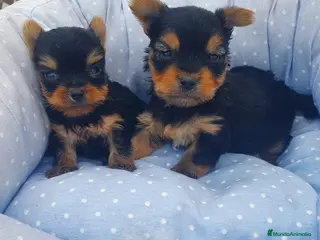 Yorkshire Terrier perros Preciosos yorkshire en Almería - Anuncio 5