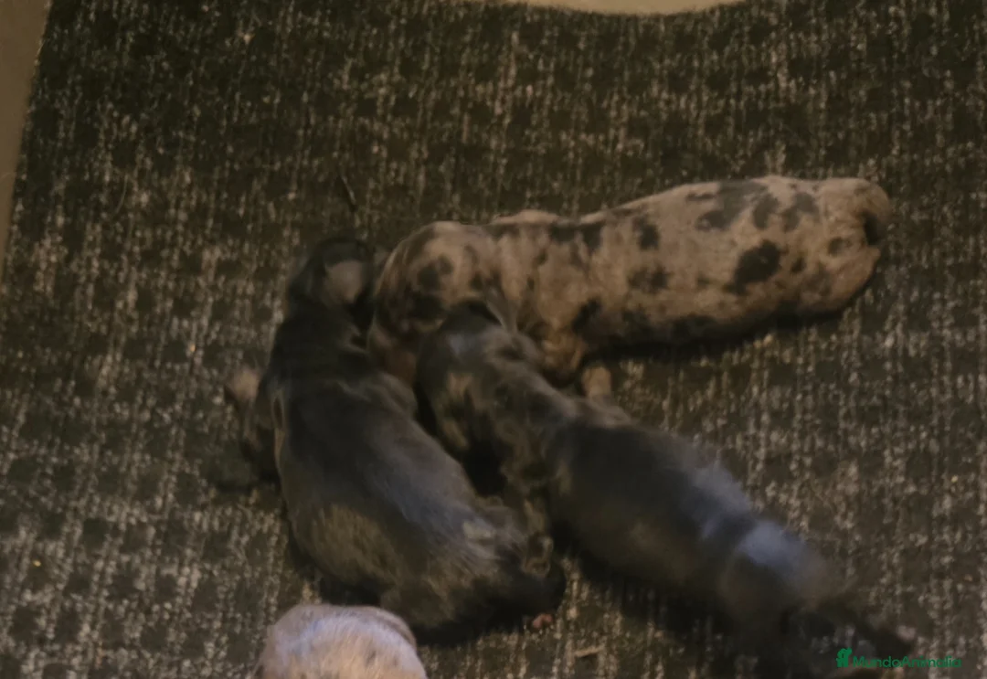 Teckel Miniatura perros en venta: Teckel kanichen  - Anuncio 1