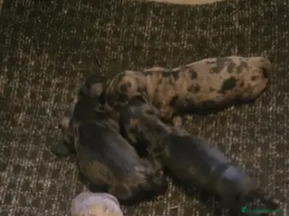 Teckel Miniatura perros Teckel kanichen - Anuncio 2