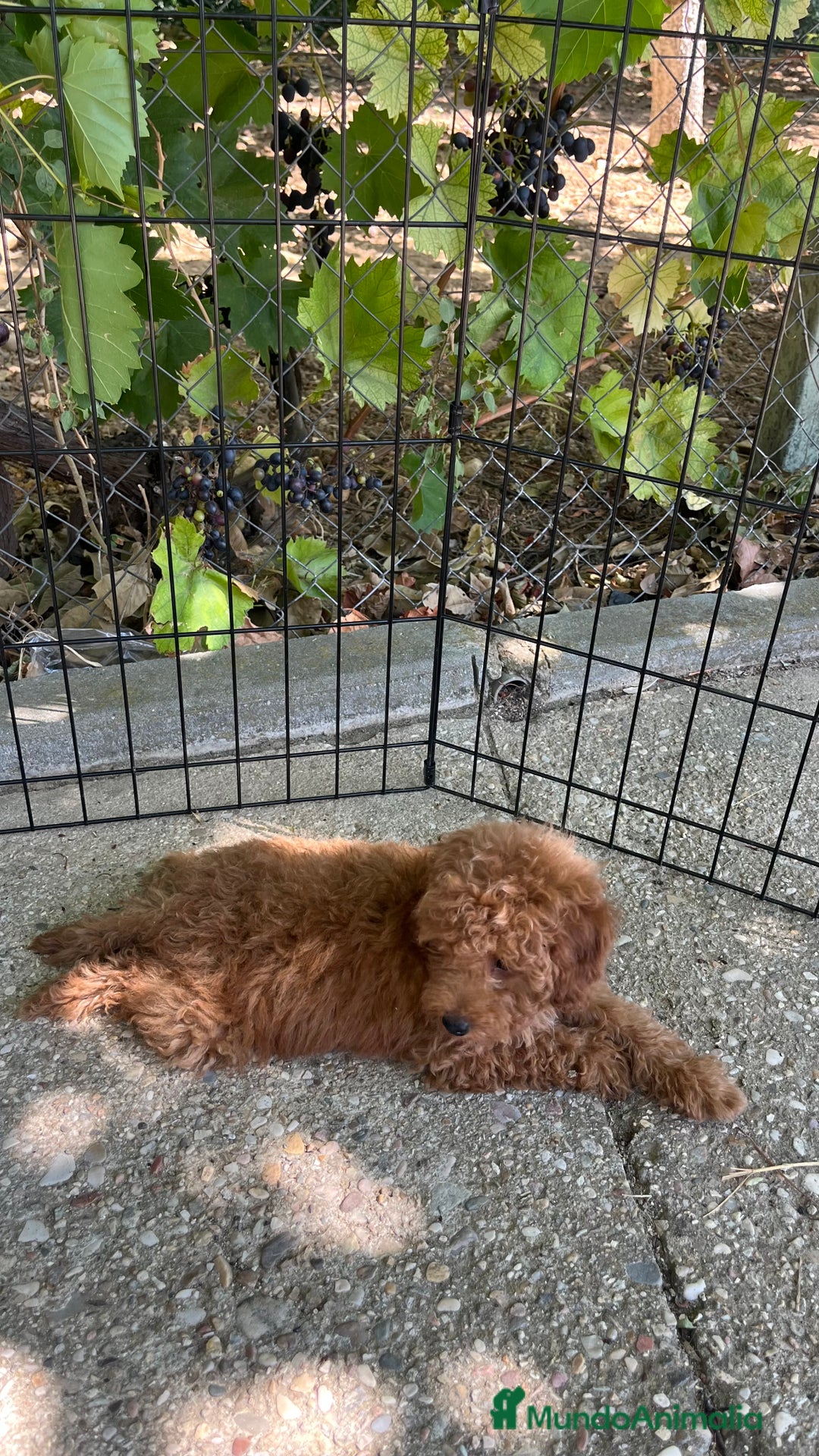 Caniche Toy perros en venta: Caniche toy  - Imagen 10