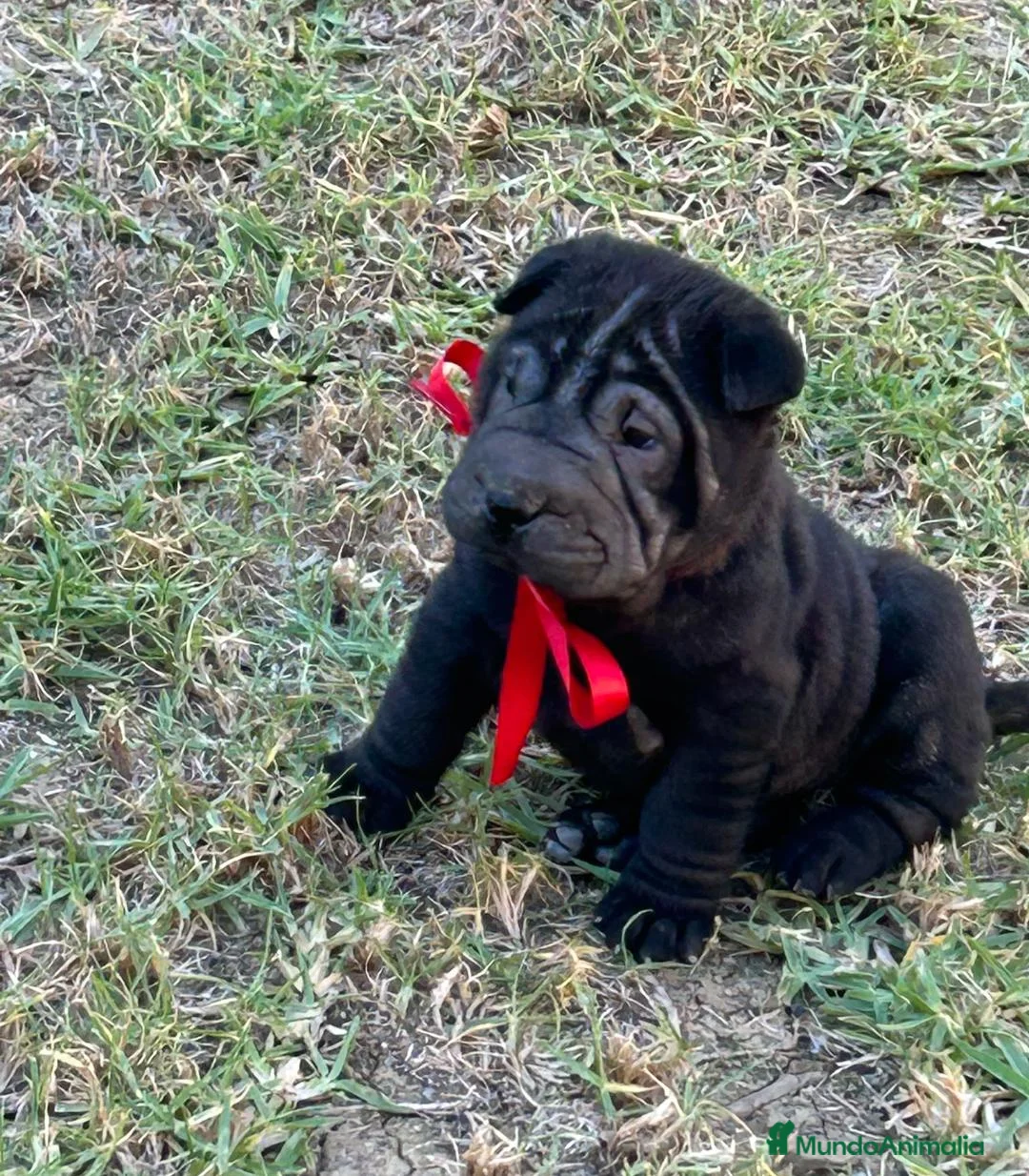 Shar Pei perros en venta: Se vende cachorros shar pei - Anuncio 6