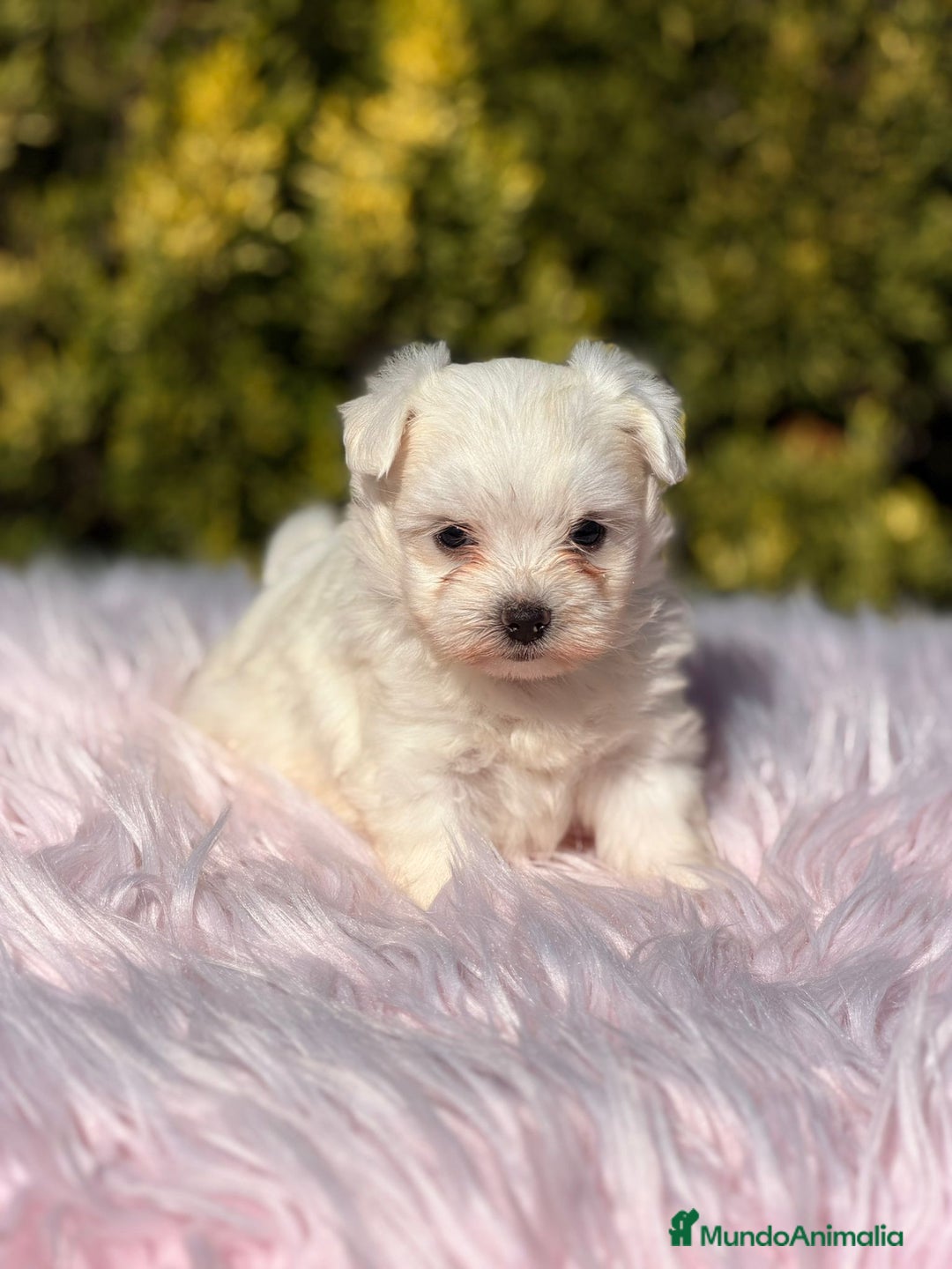 Bichón Maltés perros en venta: Bichon maltes hembra - Imagen 5