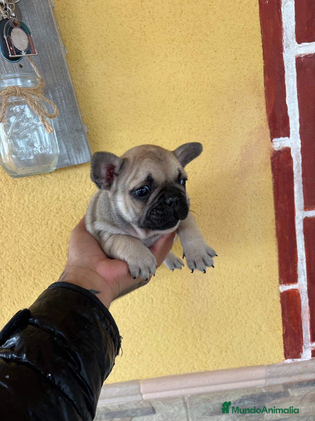 Bulldog Francés perros en venta: Cachorros de bulldog  - Anuncio 3