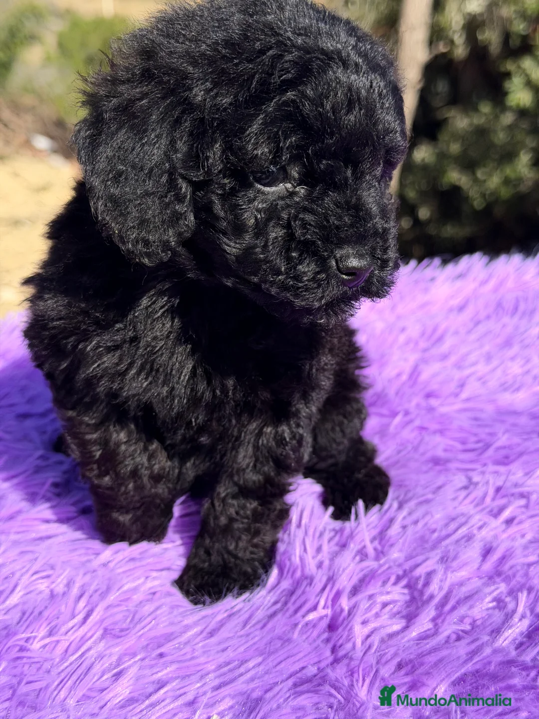 Caniche Toy perros en venta: Caniche Toy negra - Anuncio 4