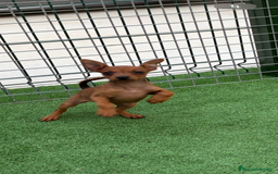 Pinscher Miniatura perros en venta: Pincher macho  - Imagen 2