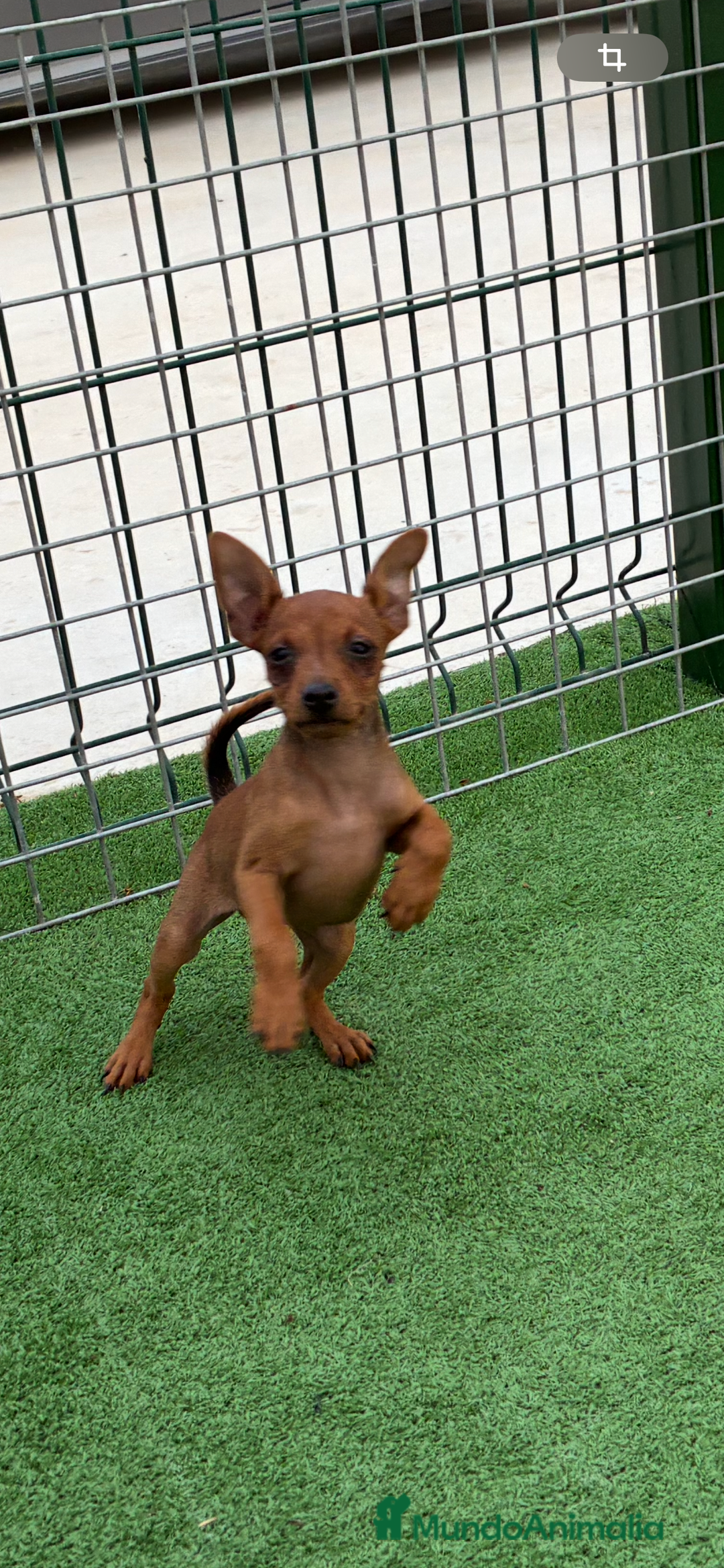 Pinscher Miniatura perros en venta: Pincher macho  - Imagen 2