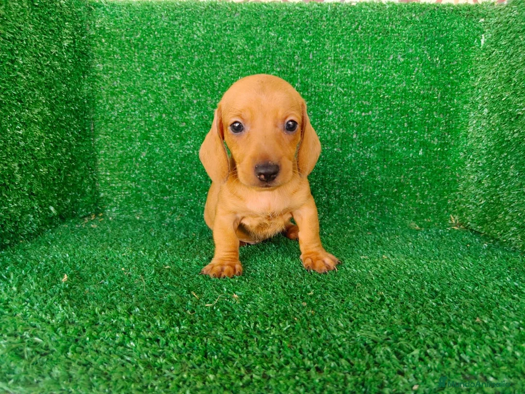 Teckel Miniatura perros en venta: teckel miniatura - Anuncio 2