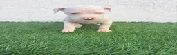 American Staffordshire-Terrier perros en venta: American Staffordshire terrier - Anuncio 16