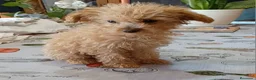 Caniche Toy perros en venta: Caniche toy - Anuncio 2